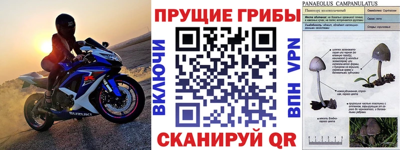 Галлюциногенные грибы Psilocybine cubensis  даркнет сайт  блэк спрут как войти  Гудермес 